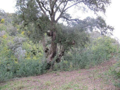 Your agency PLEIN SUD IMMO offers for sale this farm of about 6 ha (divisible) located on the heights of Pégomas and 10 minutes from the city center. Existing eucalyptus and mimosa plantations.