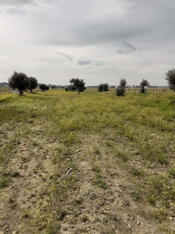 Land very close to Reguengos de Monsaraz, approximately 500 meters. Exceptional location, right in front of 