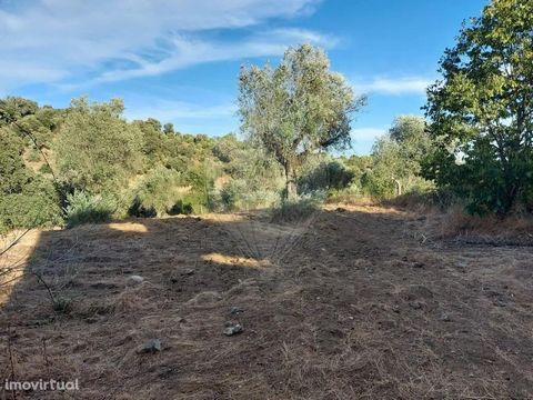 Land in Mouriscas, Abrantes Rustic land located within the urban perimeter of the village of Mouriscas and bordering the discharge stream of the Negrelinho dam, which allows you to always have plenty of water. Populated with olive trees and some frui...