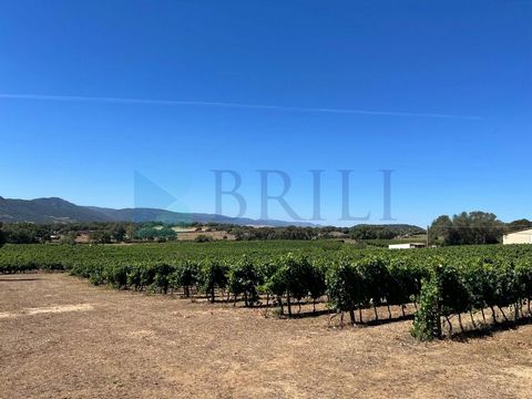 In the area of San Michele, in Berchidda, a picturesque village in the heart of Sardinia, we offer for sale agricultural land of 8.5 hectares, including a vineyard and several buildings. The property is situated in a private and quiet location on the...