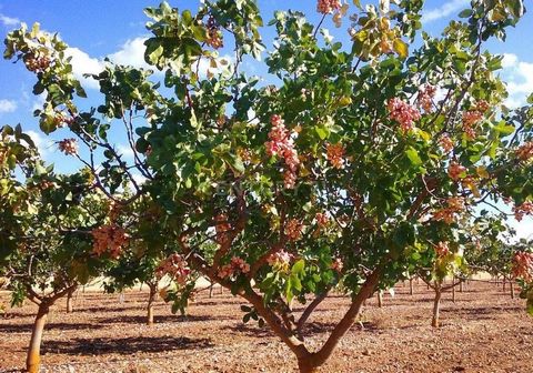 It is a 23-hectare pistachio plantation under irrigated and organic conditions, in Mirandela. Together with the pistachios, a 3-hectare pure saffron plantation will be planted, between the rows of the pistachios. As it is an organic orchard, a flock ...