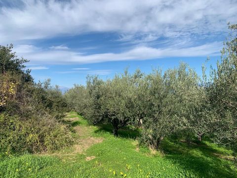 Plot of 4547sq.m. in Kato Diminios, Kiatou Slightly sloping plot 400m. from the sea with beautiful views. It has 100 olive trees. It builds 200-250sq.m. There is water supply and electricity. Suitable for investment
