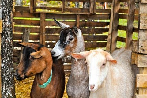 Gelegen op 6 km van Sorges, hoofdstad van de truffels, verwelkomt Le Domaine des Bories**** u op een uitgestrekt terrein van 8 hectare. Het heeft 20 huizen met 1 tot 5 slaapkamers, die via grote erkers uitkomen op de natuur. De huizen zijn ontworpen ...