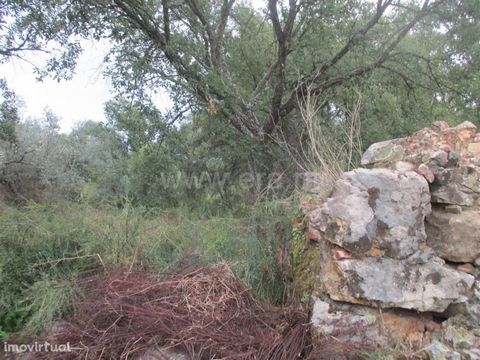 Land on the outskirts of the village with olive trees and rocky trees, good for agriculture. Good hits. Excluded from the SCE, under Article 4, of Decree-Law No. 118/2013 of 20 August.