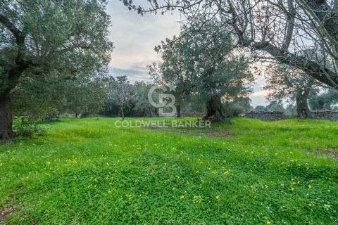 PUGLIA - OSTUNI GROUND Contrada Boezio Calcagni Coldwell Banker offers for sale, exclusively, 3 km from the beaches of Torre Pozzelle/ Costa Merlata of Ostuni, a large land with centuries-old olive grove. The land owned measures approximately 22,037 ...
