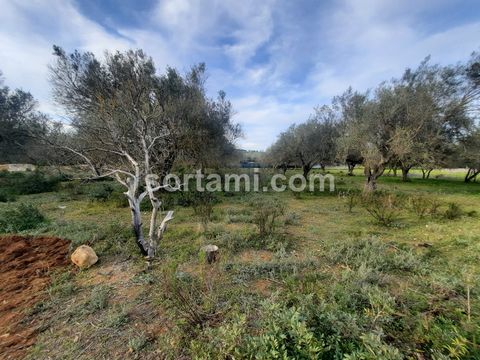 Unglaubliche Landgelegenheit! Rustikales Grundstück mit ca. 5800 m2 in der Gegend von Areeiro in Almancil. Mit einem flachen Hang hat dieses Grundstück mit einer Gesamtfläche von 5800 m2 einige Obstbäume gepflanzt. Das Hotel liegt etwa 15 Minuten von...