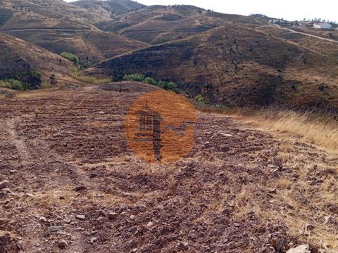 Rustiek land gelegen in Galharda Tavira. Volledig schoongemaakt en beplant met johannesbroodbomen en voorzien van irrigatie met getransporteerd water. Er zijn enkele kleine waterbekkens in de omgeving. Toegang tot onverharde weg, zon op het oosten. E...