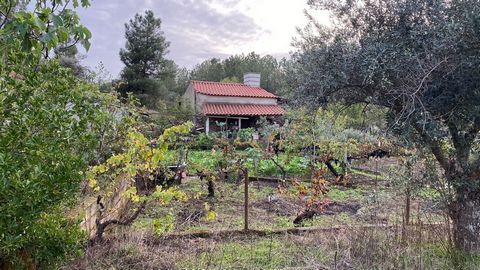 Fantastische boerderij met een totale oppervlakte van 12400m2. Premium locatie op ongeveer 5 minuten van Castelo Branco City. Met vruchtbaar land, ideaal voor landbouw, biedt deze boerderij een uitgebreide traditionele olijfgaard, wijngaard en versch...