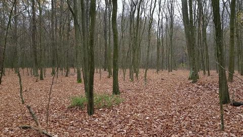 Een prachtig bos in het dorp Samoklęski. Te koop aandelen (5/6) van een bosperceel, en meer bepaald twee direct aangrenzende bospercelen gelegen in het dorp Samoklęski, met een totale oppervlakte van 58 are. Belangrijkste kenmerken: - zeer goede loca...