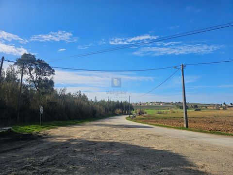 Terreno con una generosa superficie di 13.840 m2 con piantagioni di eucalipto, situato tra Bombarral e Reguengo Grande. È stato tagliato l'ultima volta nel 2022. Si trova accanto alla strada asfaltata e alla strada sterrata, il che facilita e aiuta a...