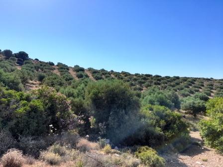 Palekastro-Sitia Plot of land of 10000m2 with 280 olive trees. The plot has building right for 250m2. It is accessed at 500meters from an agricultural road. The plot has agricultural water and the electricity is at 500meters distance. Lastly, it enjo...