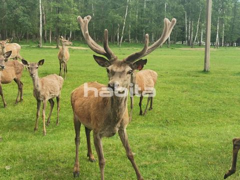Reindeer herd: 120 pieces; Land 59.8 haBusiness prospects:• Tourism;• Commercial hunting;• Sale of meat;• Horn trade;• Animal trade.The installation of the deer garden was started in 2000, the infrastructure was regularly renovated.Impregnated poles ...