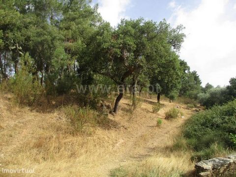 Forest land with walled 9120m2 that confronts brook, slight slope, access on dirt and consisting of overhead and pine trees with some dimension.