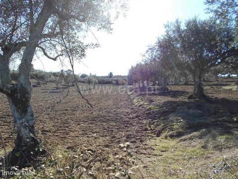 Farm with tar at the door, composed of good land for culture, olive grove and an agricultural dependence in granite with 35 m2. Opportunity! Excluded from the SCE, under Article 4 of Decree-Law No. 118/2013 of 20 August.