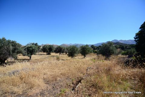 Damariona, Naxos, an agricultural land of 2.508 m2 with olive tress is available for sale. The plot is not buildable. Access from a public road. It is located a few meters outside the village of Damariona and 15 km from Naxos Town. Price: 29.000 € Co...