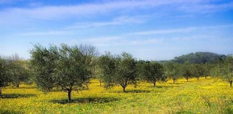 Gaj oliwny w Alvito z pół hektara, około 50 drzew oliwnych i 200 m od wioski. 12 000 € David Serra - Prezes Zarządu 967 803 372 ... AMI: 22213 (zdjęcie poglądowe)