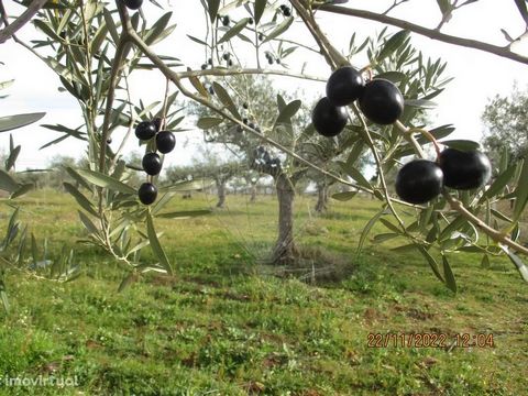 Ferme d’environ 7,5 ha, à côté de Figueira de Castelo Rodrigo ; Délimité par des murs et facilement accessible, à côté de la route nationale. Il possède une oliveraie de plus de 500 arbres, des vignes, des pinèdes et des arbres fruitiers (cognassiers...