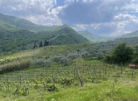 GREVE IN CHIANTI (FI): at 450 metres above sea level, a vineyard of approximately 11 hectares, subdivided into several adjacent bodies, registered for the DOCG Chianti Classico Gallo Nero and part of the Vin Santo del Chianti Classico. The vineyard w...