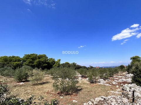 In a place Ugljan for sale is beautifully landscaped olive grove with an area of 3683 m2 and with a sea view. It is located on the flat part of the island so it is illuminated by the sun throughout the day. The plot is surrounded by a stone wall, loc...
