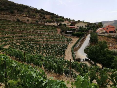 Farm with more than 2 ha, located in Mós do Douro, Vila Nova de Foz Côa. Consisting of villa with 2 floors in stone, several annexes, swimming pool, wine cellar fully equipped for wine production and agricultural land with 20,000m2 of vineyard, dozen...