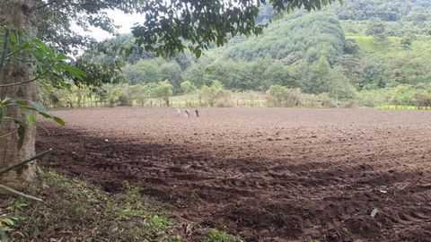These lots are located in the Intag area, in the Santa Rosa sector, 45Km from Cotacachi, 10km from Apuela. With a little more than 1 HECTARE of land these lots cost $3.1 per square meter and have: Potabilized Water Irrigation water Water supply Acces...