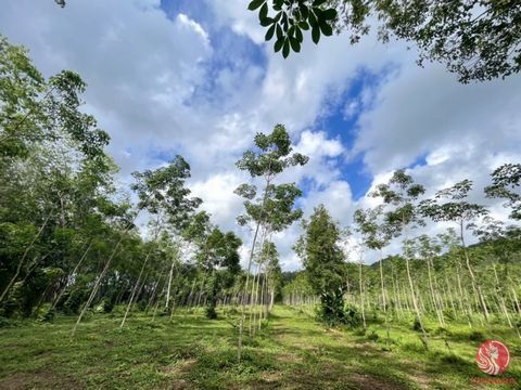 Almost 47 rai of palm and rubber plantation land is for sale with majestic mountain views in Takua Thung Phangnga. The plot is quite long and next to the public road. Located in a prime location. The scenery around is lush, with a good environment. T...