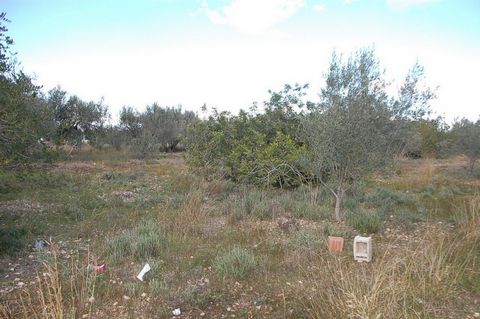 Rustikales Grundstück von 3000 m2 völlig flach angrenzend an das Stadtgebiet von lAmetlla de Mar erreichbar über eine asphaltierte Straße 50 Meter vom Bahnhof entfernt Wasser und Stromanschluss nebenan da es an das Stadtgebiet grenzt Perfekt als Frei...