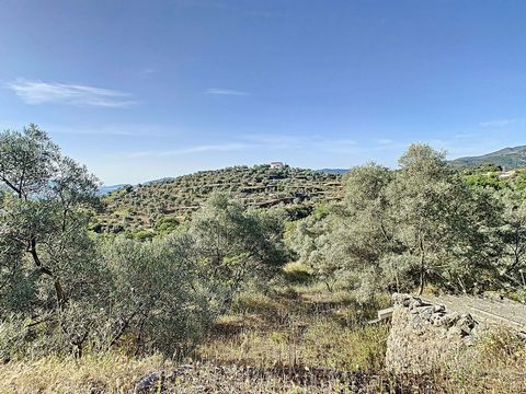For sale rustic property in Yunquera, Sierra de las Nieves. 7074 m2 of olive trees, on terraces, near the center of town (two minutes by car). You can build the tool house, water on the farm (need to connect it), beautiful views. The farm is very clo...
