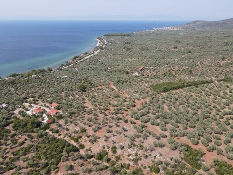 Property Code. 11523 - Agricultural FOR SALE in Thasos Skala Kallirachis for € 80.000 . Discover the features of this 6123 sq. m. Agricultural: Distance from sea 350 meters, facade length: 100 meters, depth: 70 meters With its presence on two roads, ...
