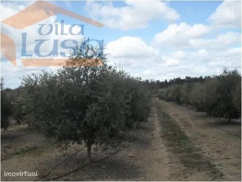 This property consists of olive grove distributed by arbequina, picual, cobrançosa, watering drop by drop, stands the machinery. Area: 5600000 m2 More information and/or immediate visit: 967882448 - -------------------- Dear customer, We have other r...