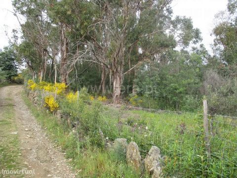 Land with 2800 m2 with plenty of large eucalyptus, pine, rose, mimosas and olive trees. Good access on dirt and is all fenced. Excluded from the SCE, under Article 4 of Decree-Law No. 118/2013 of 20 August.
