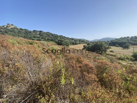 The SCAGLIA immo agency offers for sale this beautiful plot of 1087 m2 offering a South-West exposure and an unobstructed view of the Rizzanese plain. Your home will be built in an idyllic calm, ten minutes from the town of Propriano, its marina and ...