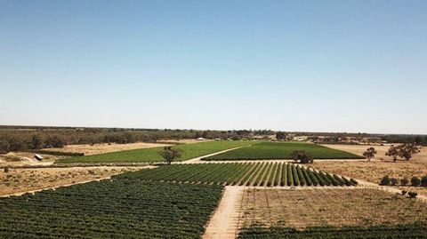 • Offered are 9.8 hectares of varying age plantings of the most popular and sought-after varieties growing today. Grown along “swingarm” trellising and harvested by Machine this property is perfectly positioned to be sustainable for years to come. • ...