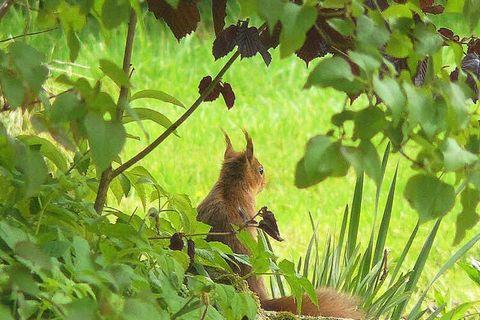 Op de 2e verdieping van hun enorme huis, met onafhankelijke toegang, hebben Dominique en Sylvie een woonkamer ingericht. een mooie studio met direct zicht op de dieren. Zij heten u welkom in 55 hectare natuur gewijd aan de natuur. biodiversiteit met ...