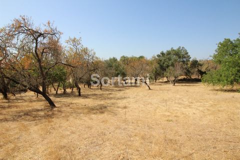 Terrain rustique dans un quartier résidentiel. Le terrain a une superficie totale de 1100 m2 et la route principale est à seulement 500 m. Il doit être vendu avec le terrain à côté, qui a 1300 m2 et une ruine. Sur ce terrain, vous pouvez construire u...