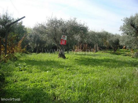 Land with an area of 1080m2, irrigated, olive grove, with electricity and tar at the door. Good deal. Excluded from the SCE, under Article 4 of Decree-Law No. 118/2013 of 20 August.