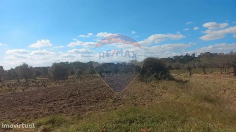 Plot of rustic land with a total area of 8 400 m2.   According to the current PDM, this lot does not allow construction.   Do we schedule a visit?   I await your contact. ADVANTAGES OF BEING OUR CUSTOMER   We are a united and motivated team that take...