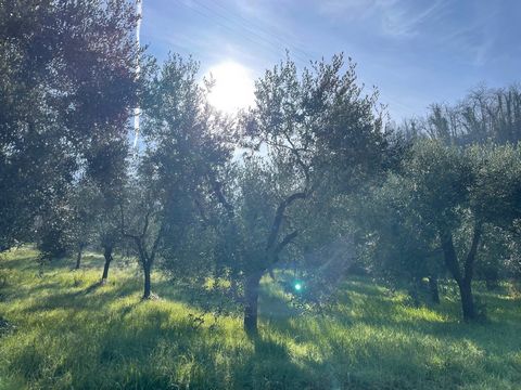Palombara Sabina - we offer a plot of agricultural land of 6600 square meters in total, with easy access, planted with more than one hundred adult olive trees. The lot is bordered on two sides by a closed road, is partly flat and partly slightly stee...