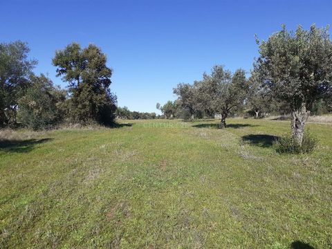 Rustic land, located in Corval, more specifically next to Aldeia do Carrapatelo. With a great view! Right next to the national road. With ease of electricity from the public network, with plenty of water from wells. Book your visit. You may have the ...