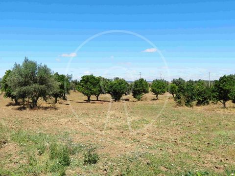 3 plots of rustic land, totaling 3,350 acres, located about 300 meters from the village of Igrejinha (near the Church) and 15 minutes from the beautiful city of Évora (World Heritage). One of the plots, with an area of 1,800 acres, is composed of 85 ...