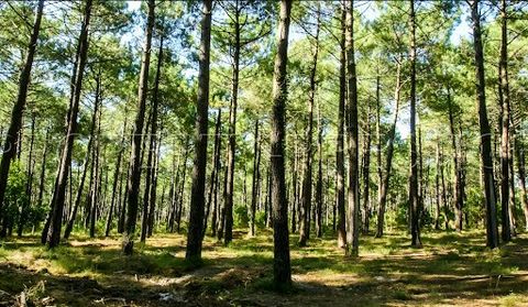 In Gironde region Biganos, to seize a set of 247 hectares of forest mainly Landes Pine - Several lots including 119 ha of a single island, the rest in diffuse islands - Simple management plan - Ideal for investors.