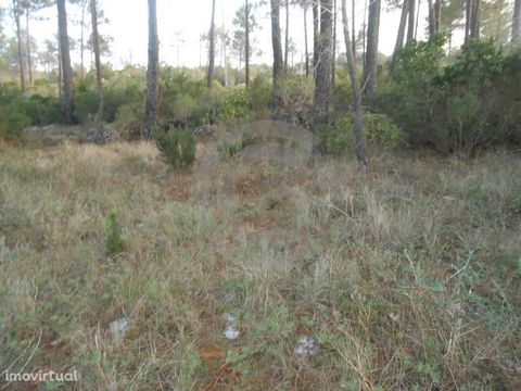 Rustic land with an area of 3760m2, next to the main road near the Pedrogão inn, has light near the land. The pine trees are to be removed and cleaned up. Come and schedule a visit. Energy Rating: Exempt
